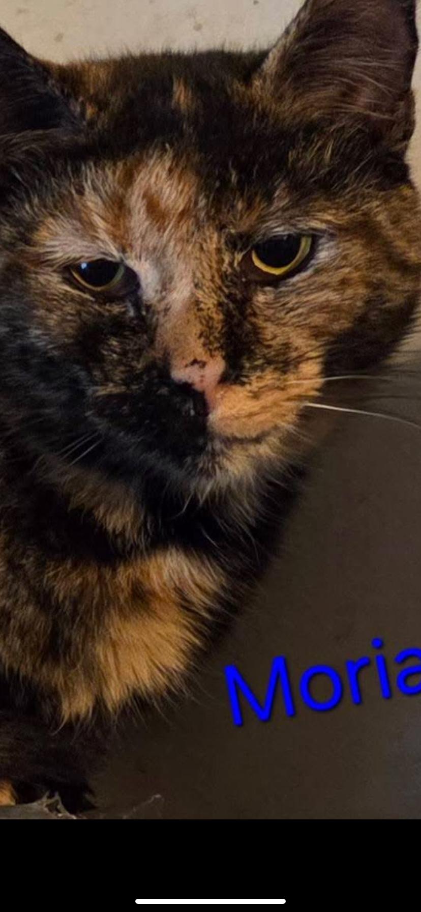 Moira, ADOPTABLE, Adult Female Domestic Short Hair.