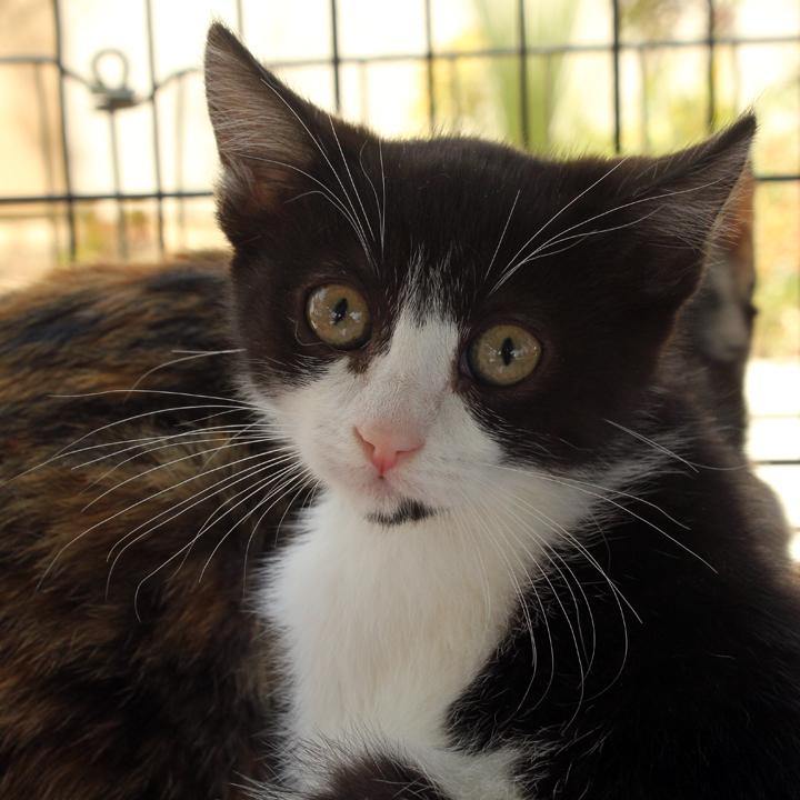 MiniMe, a Adoptable Domestic Short Hair in Redlands, CA image 1/2