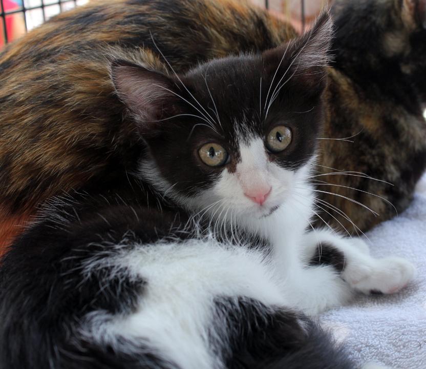 MiniMe, a Adoptable Domestic Short Hair in Redlands, CA image 2/2