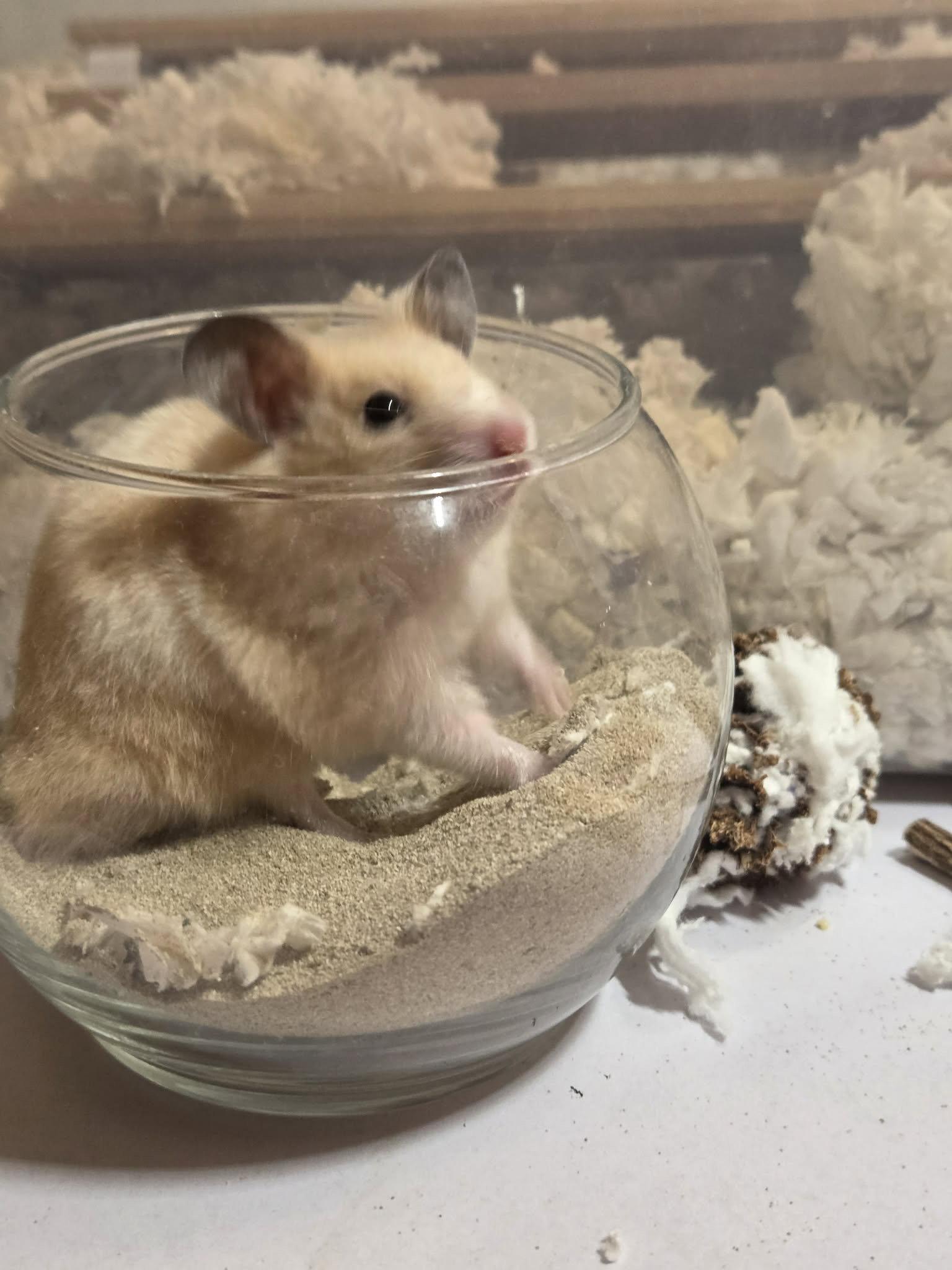 Marshmallow (Courtesy Listing), Adoptable, Baby Male Hamster.