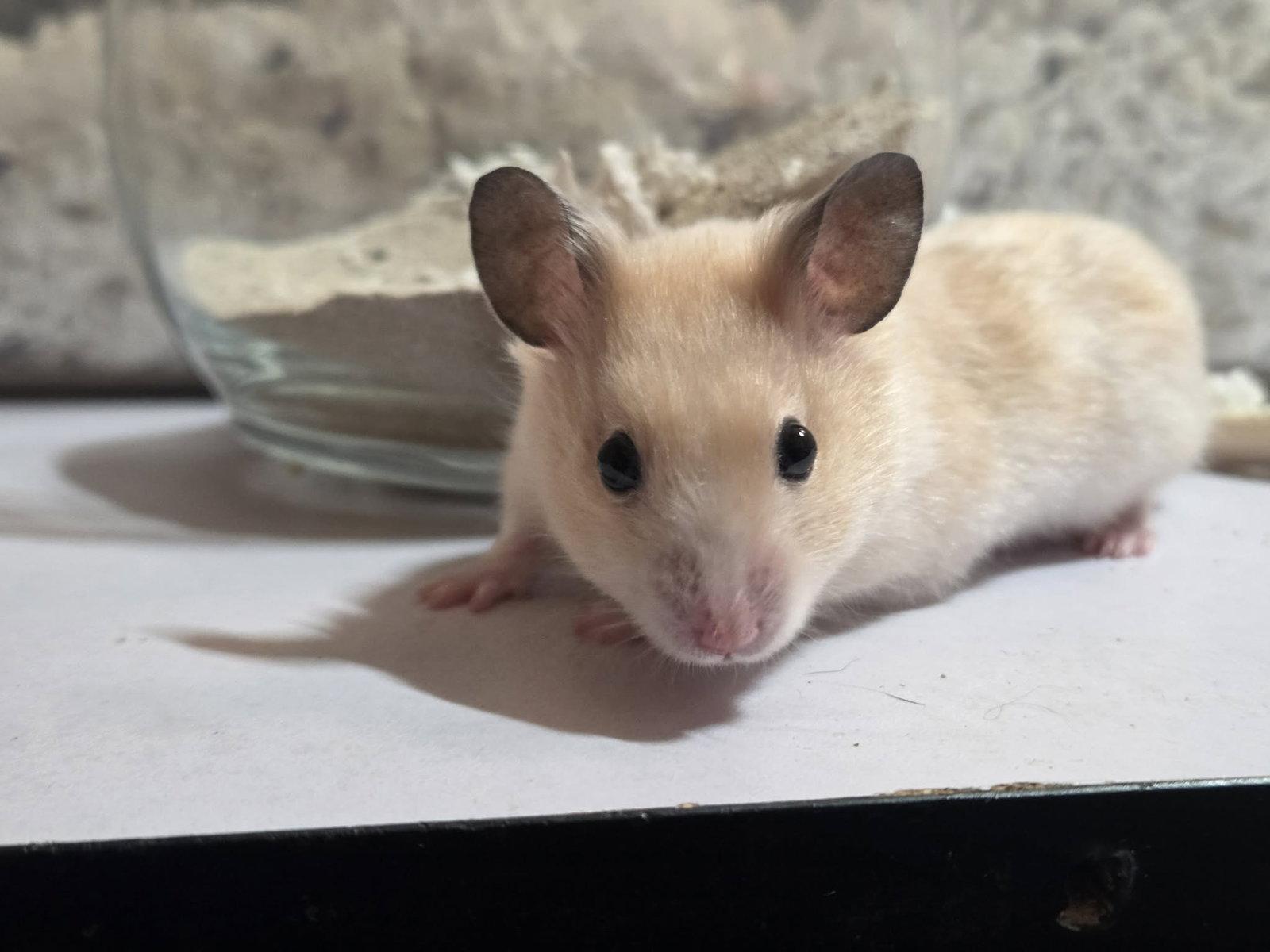 Marshmallow (Courtesy Listing), a Adoptable Hamster in Baton Rouge, LA image 2/3