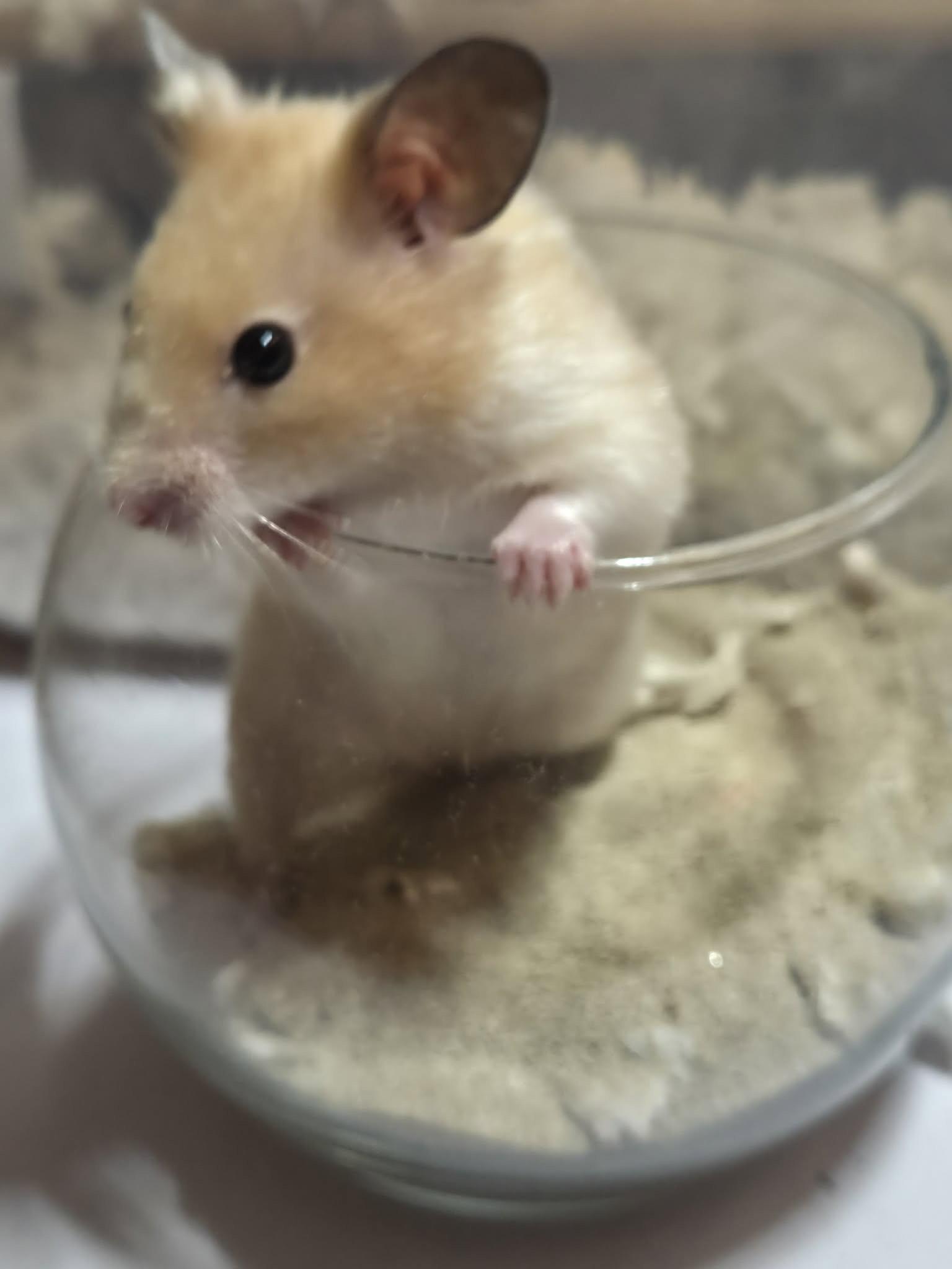 Marshmallow (Courtesy Listing), a Adoptable Hamster in Baton Rouge, LA image 3/3