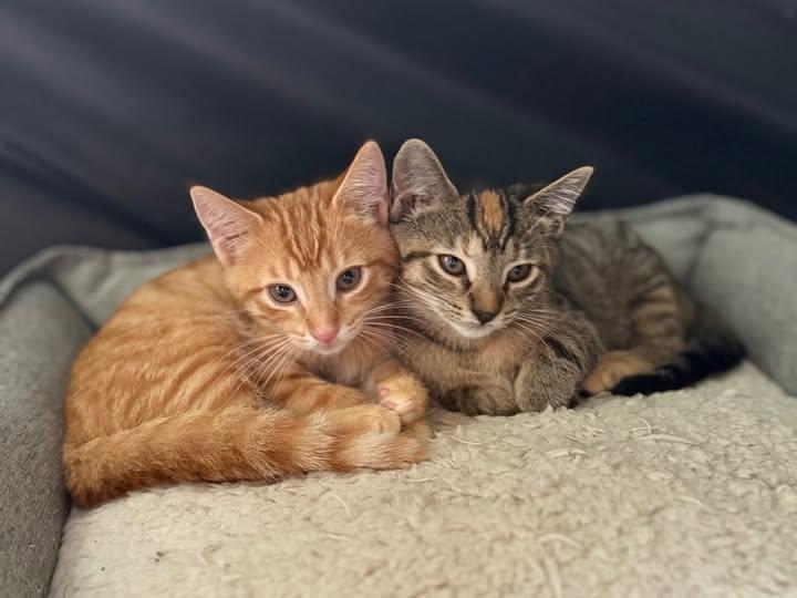 Mork and Mindy, Adopted, Kitten Male Domestic Short Hair.