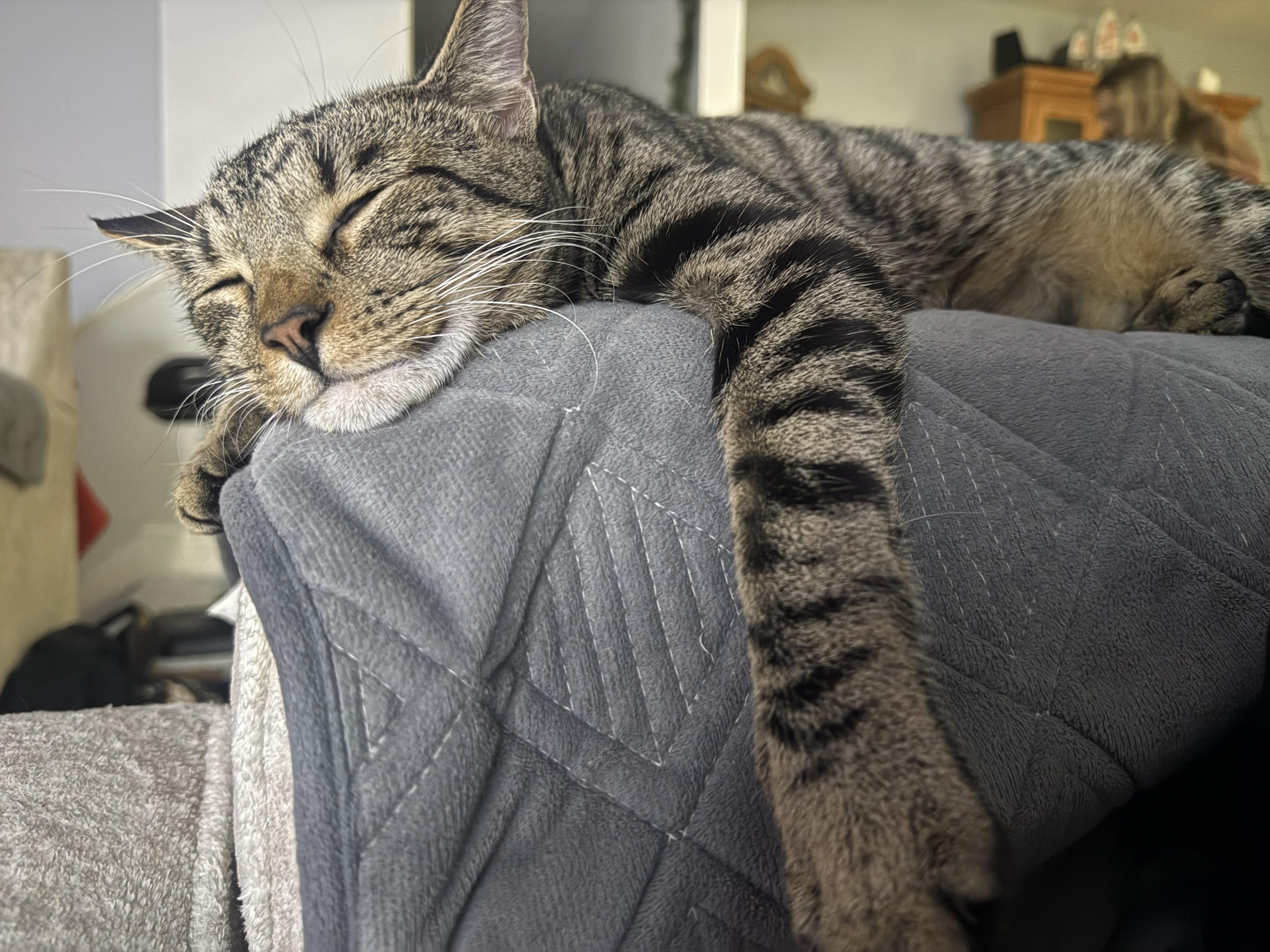 Enlarge Mitch & Phil, an adopted Domestic Short Hair in Great Mills, MD image 2/4