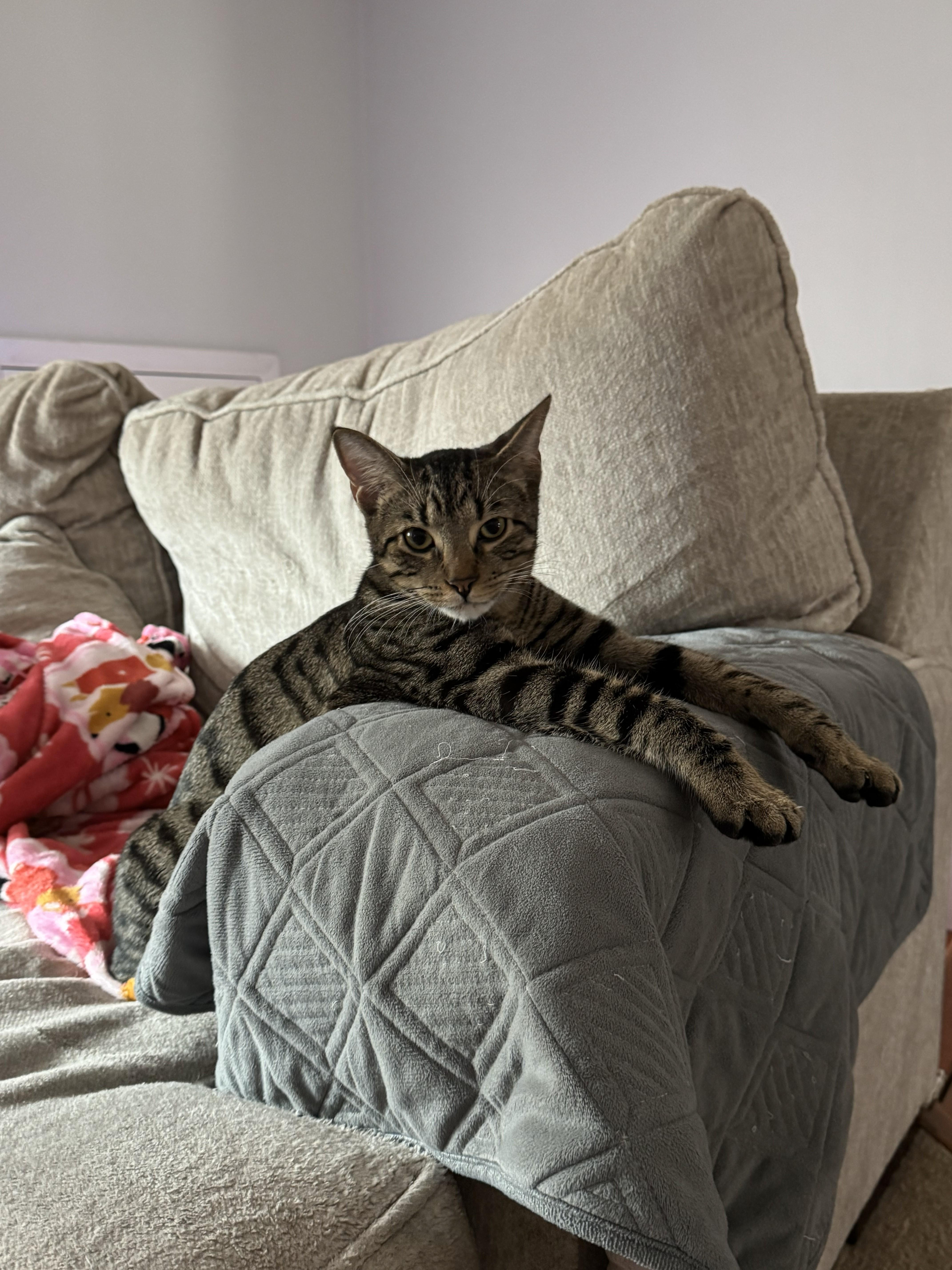 Enlarge Mitch & Phil, an adopted Domestic Short Hair in Great Mills, MD image 4/4