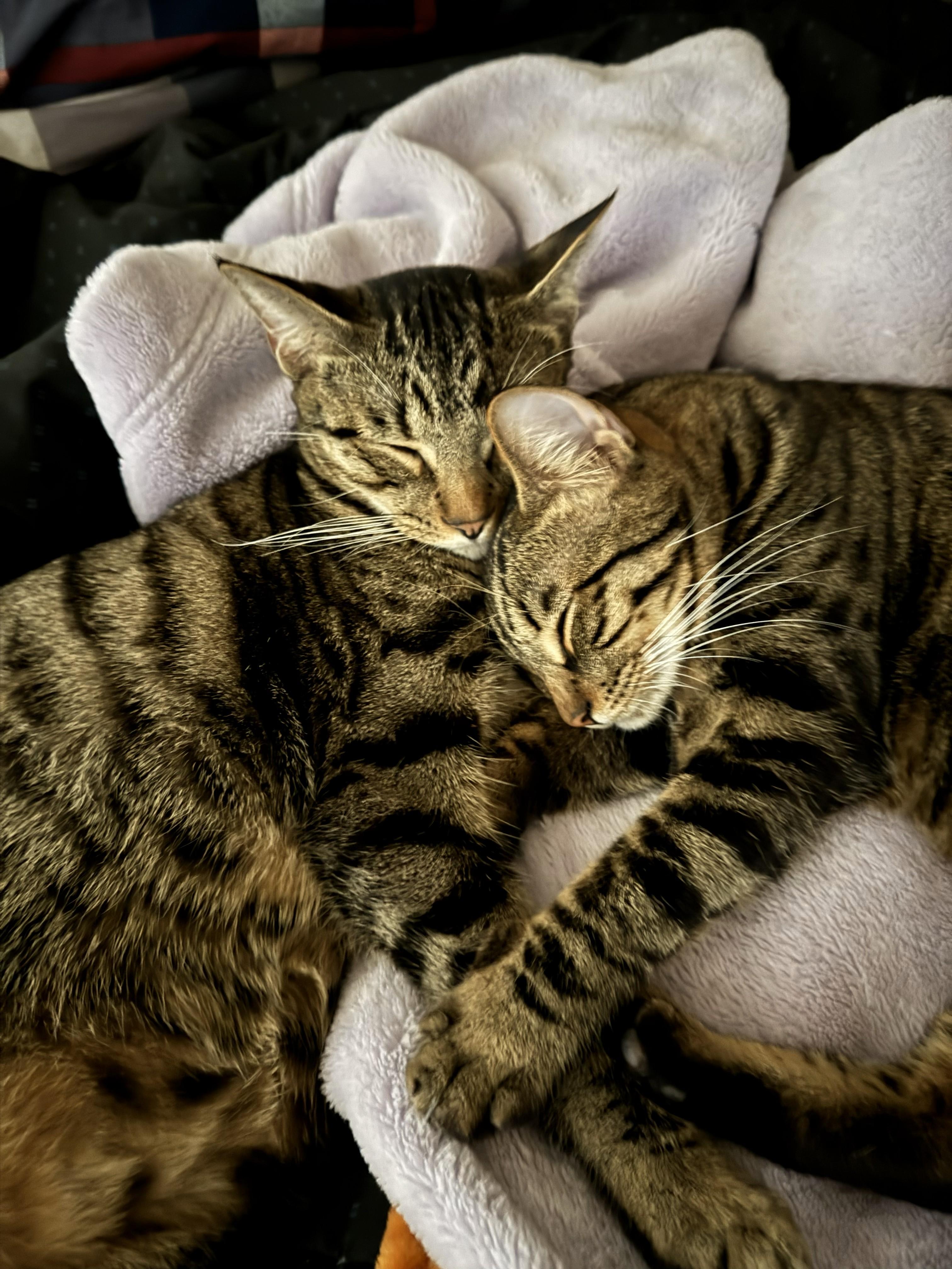 Mitch & Phil, adopted, Kitten Male Domestic Short Hair.