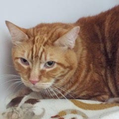 Riley, an adoptable Tabby in Green Valley, AZ, 85614 | Photo Image 5