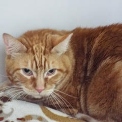 Riley, an adoptable Tabby in Green Valley, AZ, 85614 | Photo Image 2