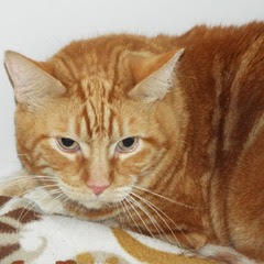 Riley, an adoptable Tabby in Green Valley, AZ, 85614 | Photo Image 4