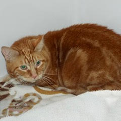 Riley, an adoptable Tabby in Green Valley, AZ, 85614 | Photo Image 3
