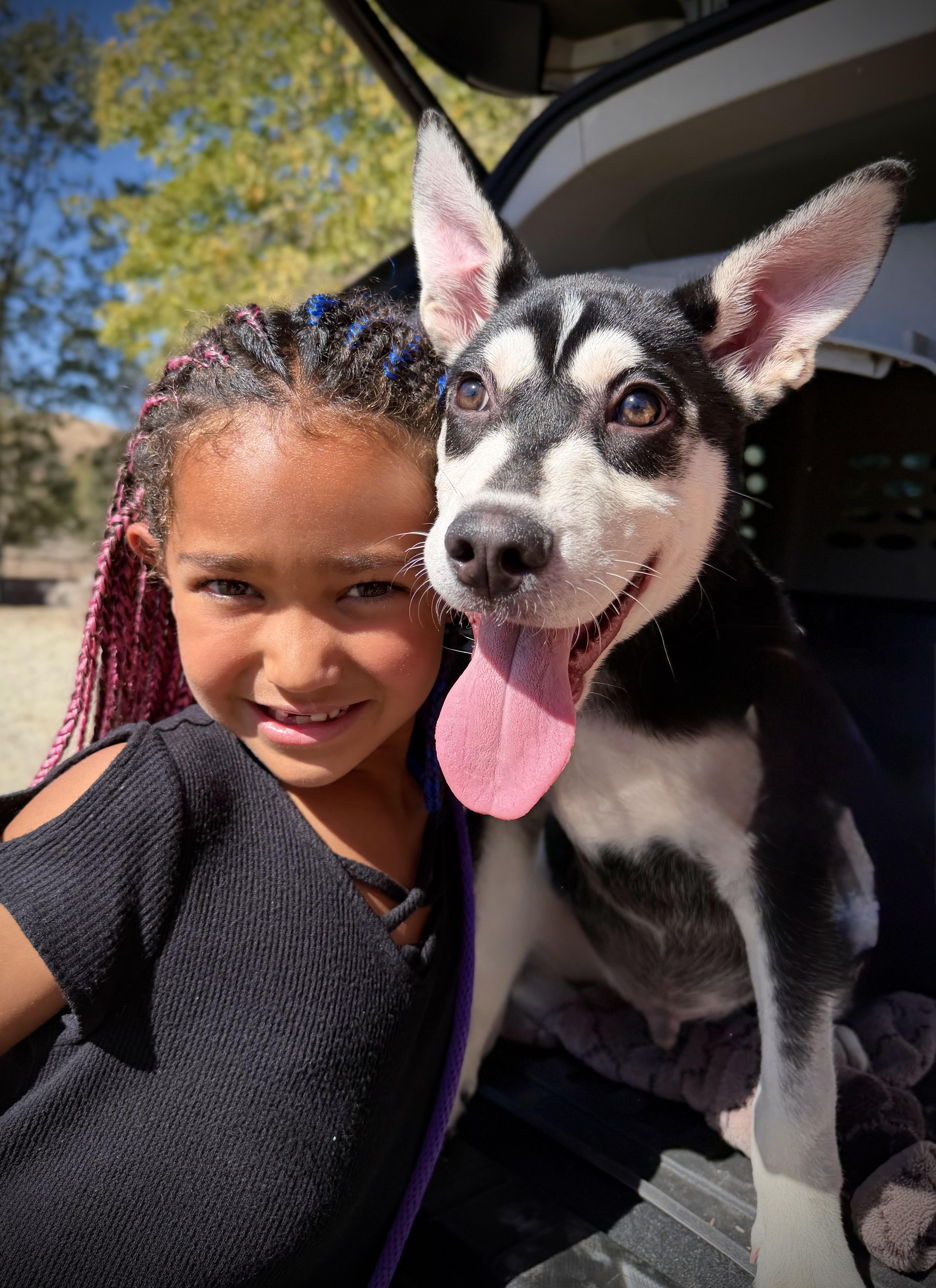 Enlarge Wasabi, a Adoptable mixed breed in Oakland, CA image 2/4