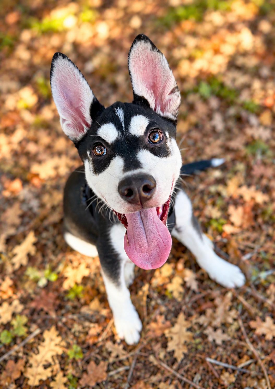 Enlarge Wasabi, a Adoptable mixed breed in Oakland, CA image 4/4