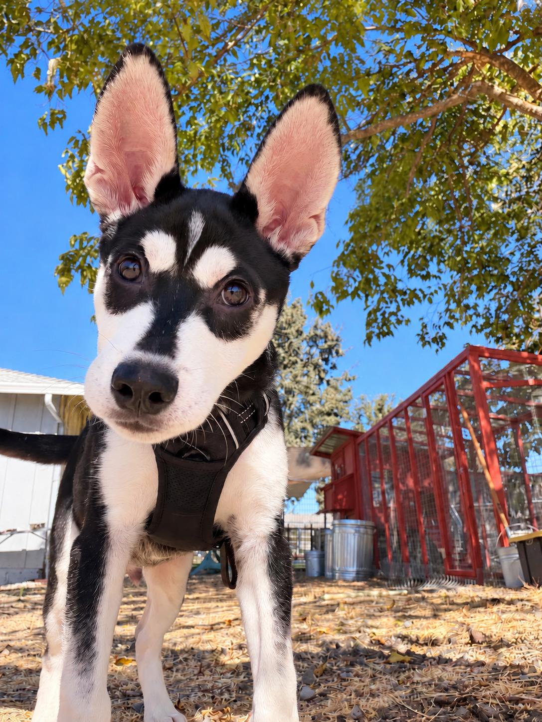 Enlarge Wasabi, a Adoptable mixed breed in Oakland, CA image 3/4