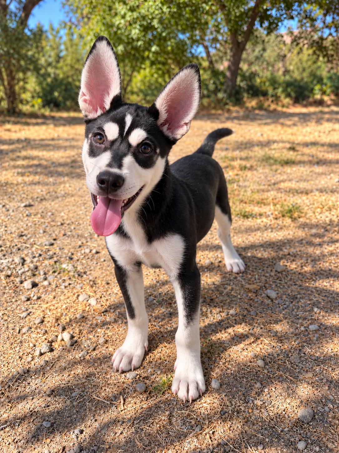 Enlarge Wasabi, a Adoptable mixed breed in Oakland, CA image 1/4