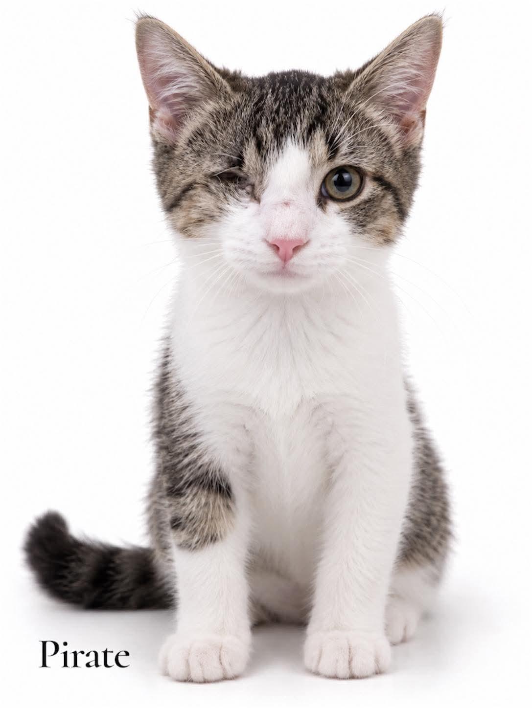 Pirate, Adoptable, Kitten Male Domestic Short Hair.