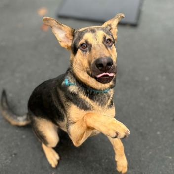 Jingles, Adoptable, Young Male German Shepherd Dog.