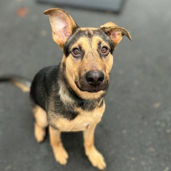 Jingles, a Adoptable mixed breed in Colorado Springs, CO image 2/4