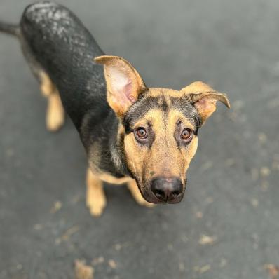 Jingles, a Adoptable mixed breed in Colorado Springs, CO image 3/4