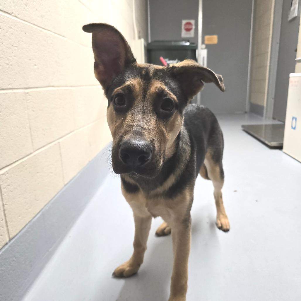 Jingles, a Adoptable mixed breed in Colorado Springs, CO image 4/4
