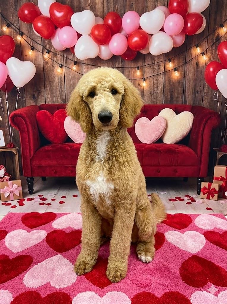 Cooper , adoptable, Young Male Standard Poodle.