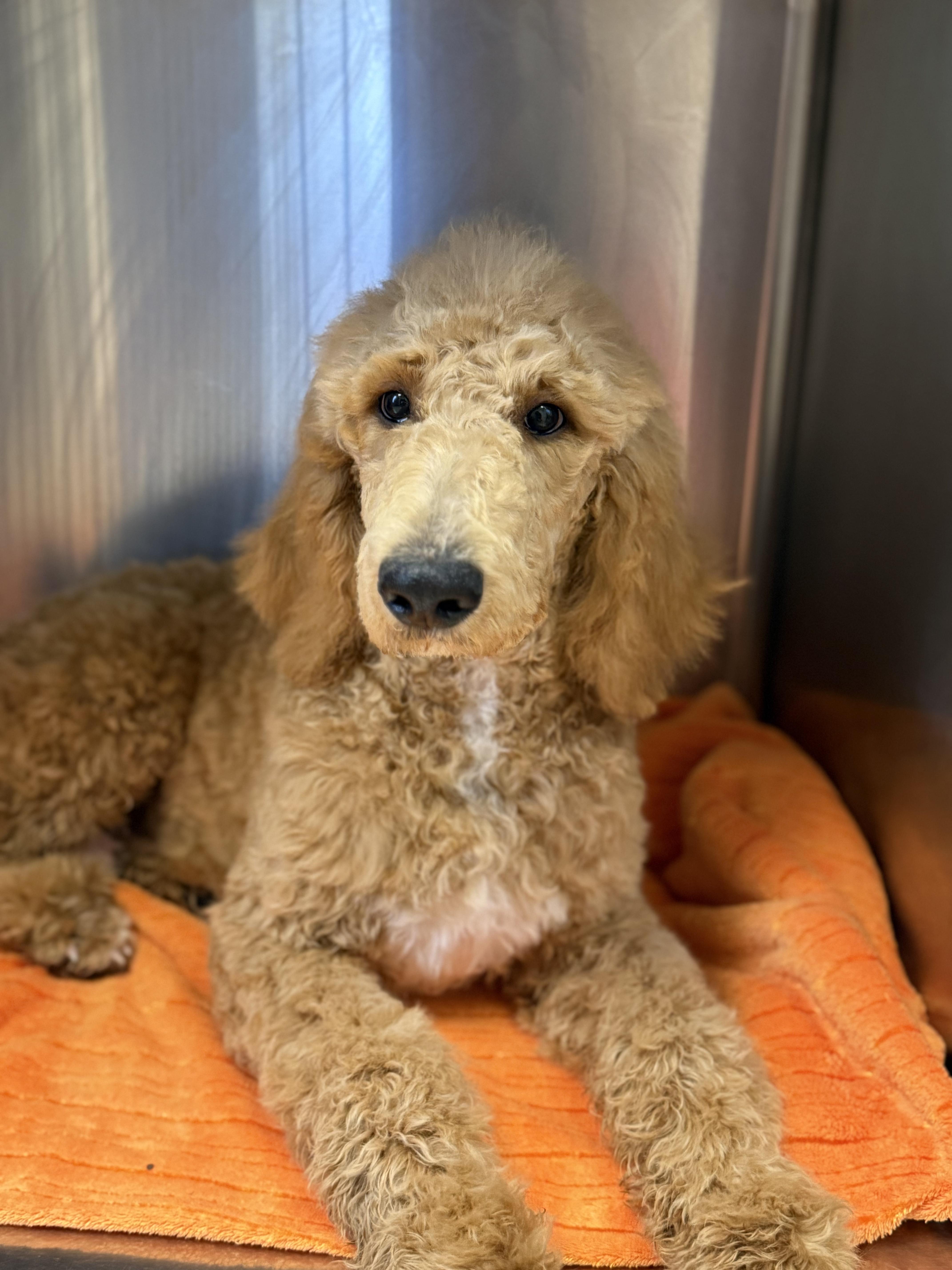 Enlarge Cooper , an adoptable Standard Poodle in North Augusta, SC image 3/3