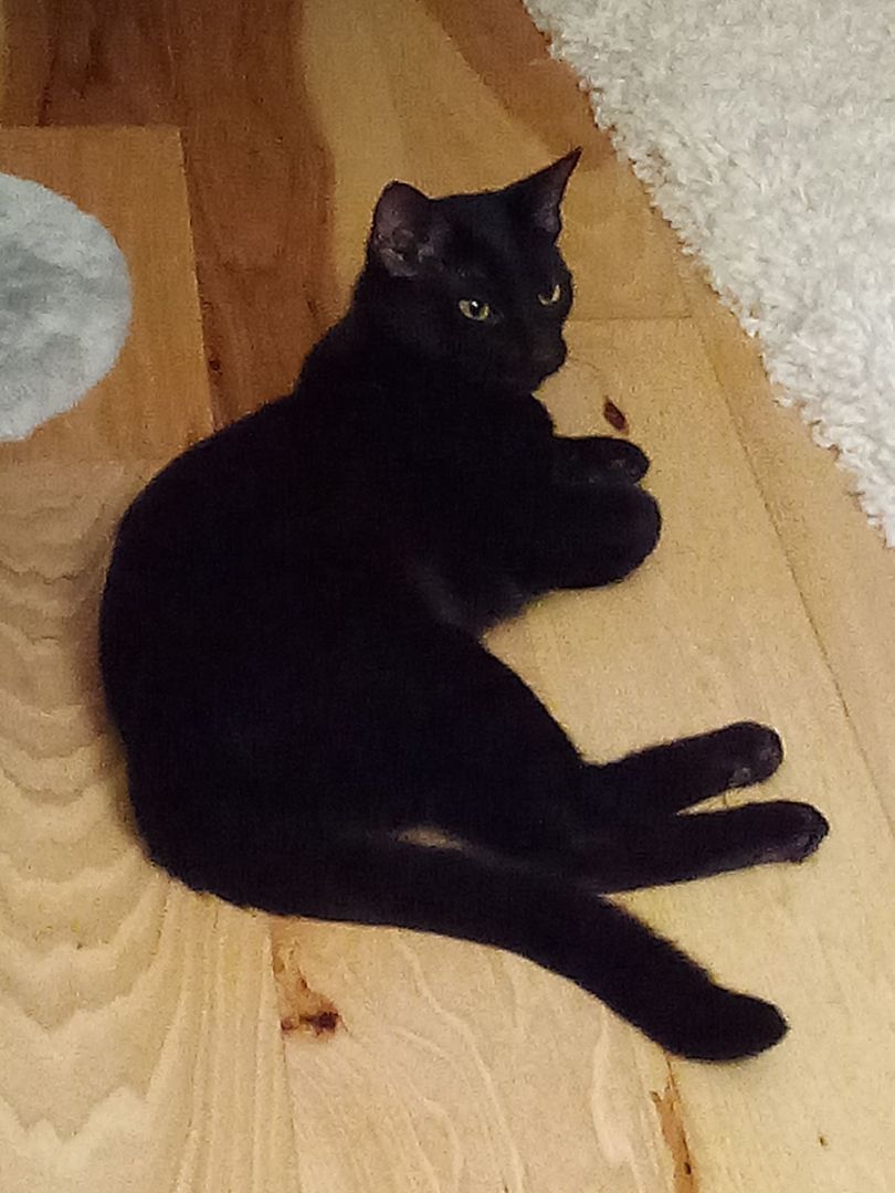 Josey, An Older Wiser Kitten…  photo 1