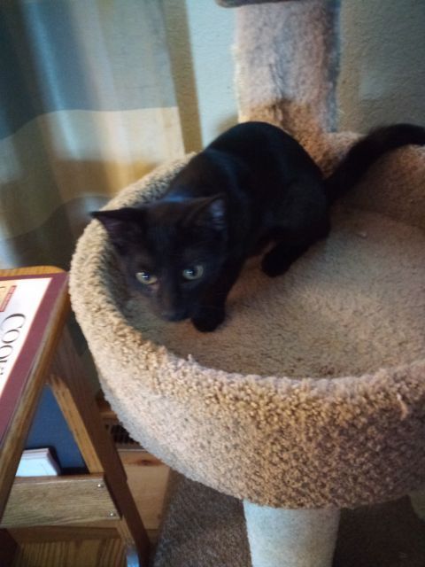 Josey, An Older Wiser Kitten…  photo 3