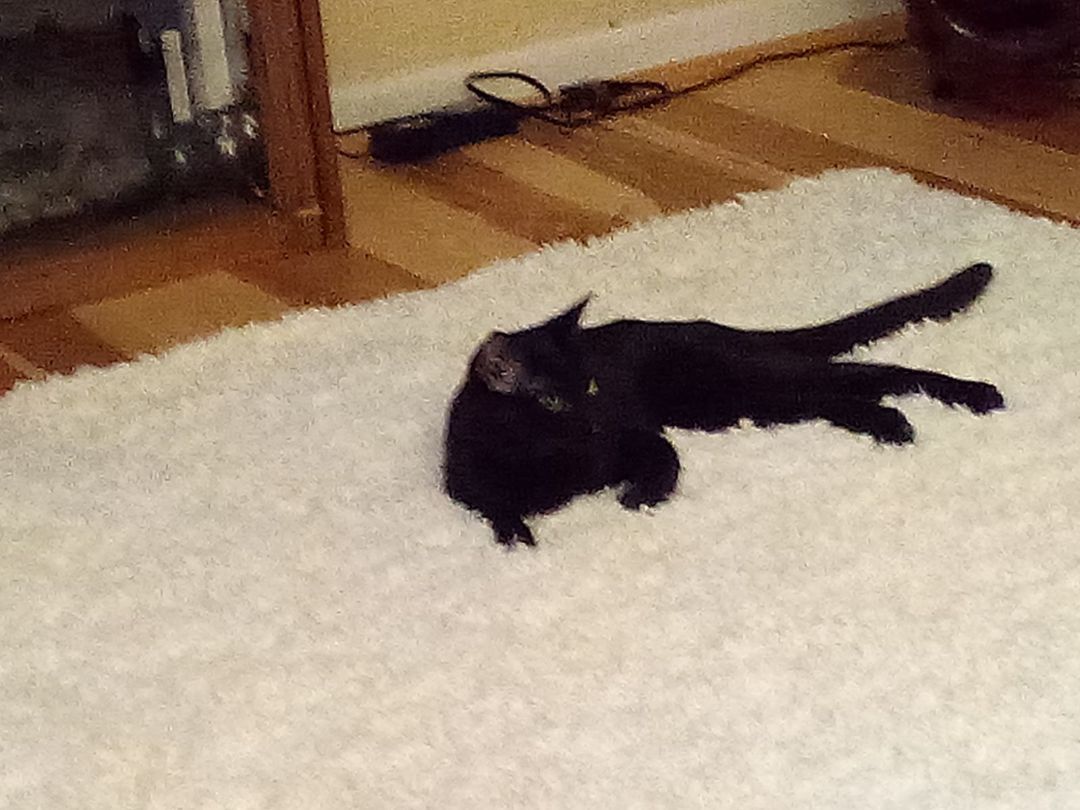 Josey, An Older Wiser Kitten…  photo 4