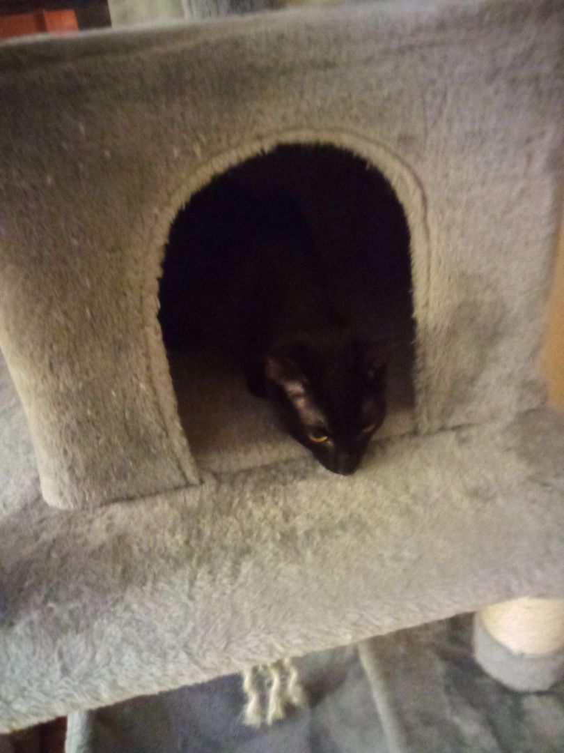 Josey, An Older Wiser Kitten…  photo 5
