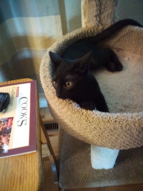 Josey, An Older Wiser Kitten…  photo 2