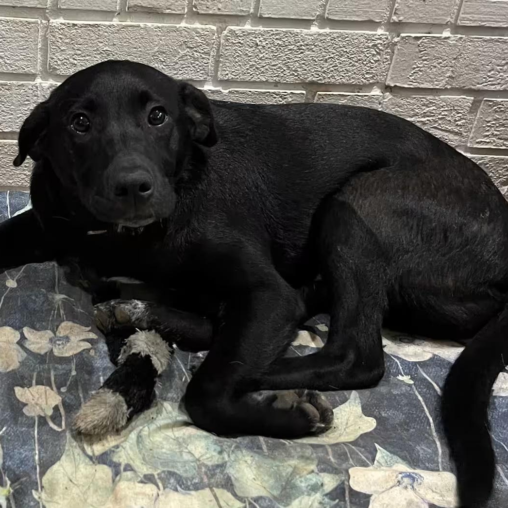 Burnus (IN TRIAL ADOPTION), ADOPTABLE, Young Male Black Labrador Retriever.