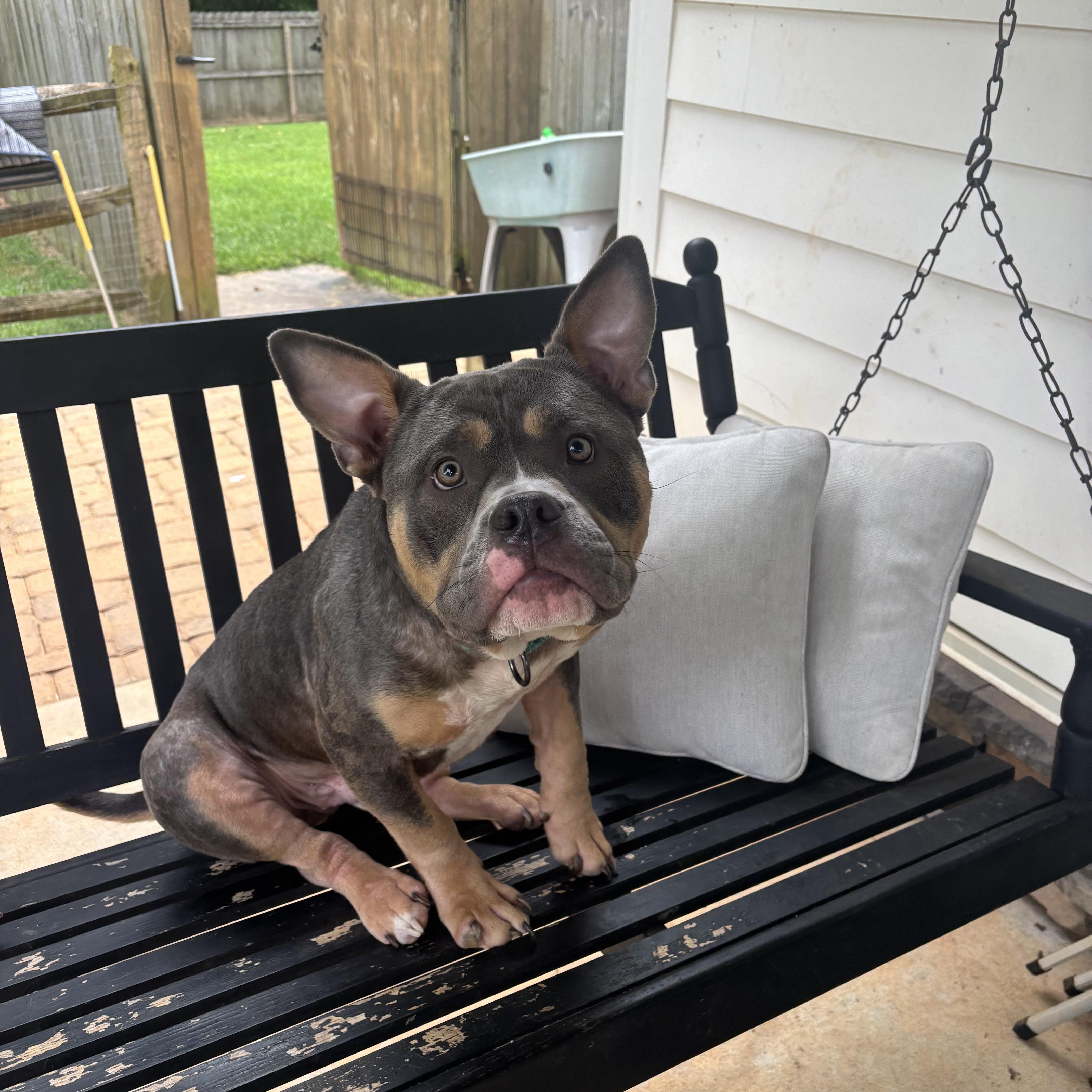 Enlarge Blue, a Adoptable American Bully in Monroe, NC image 2/6
