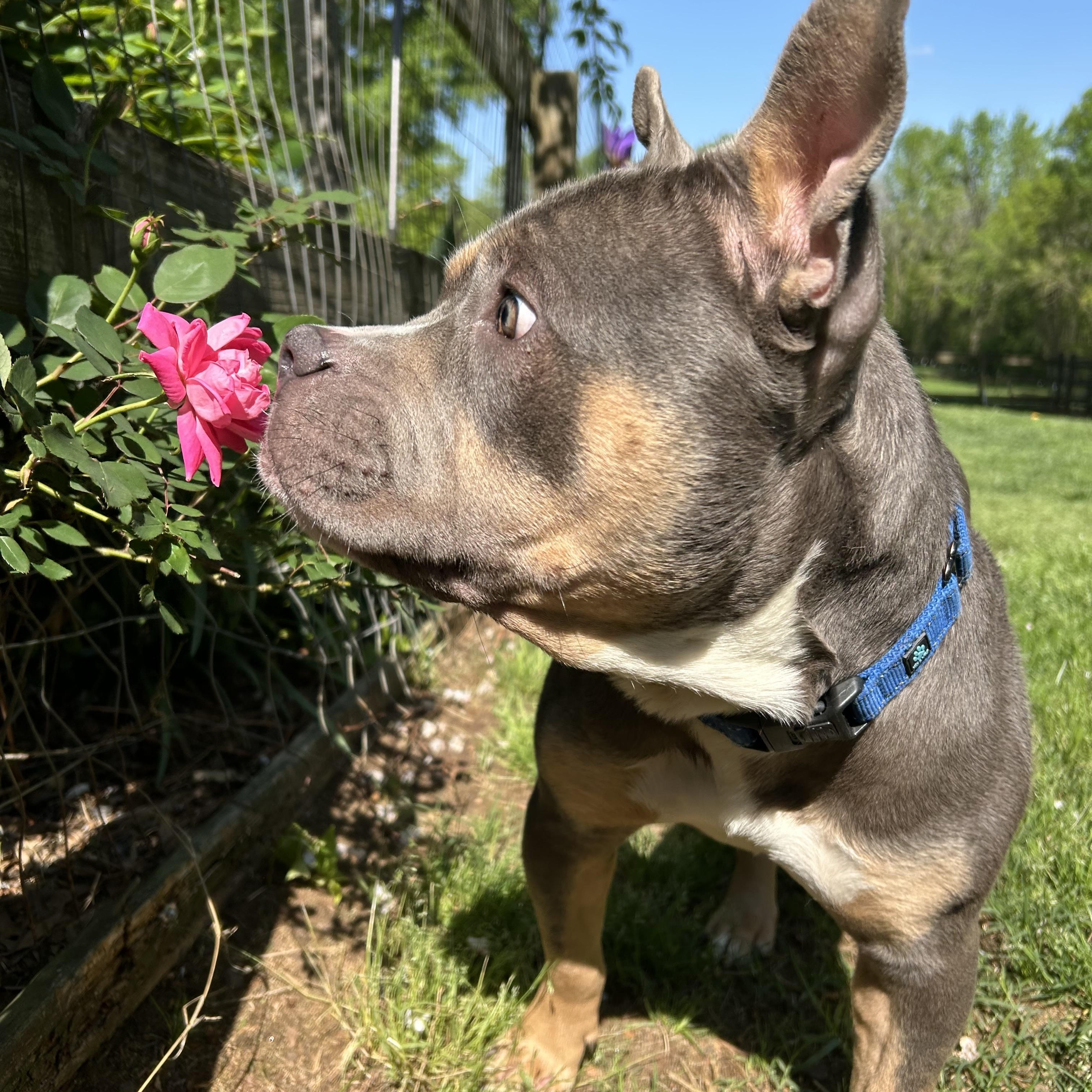 Enlarge Blue, a Adoptable American Bully in Monroe, NC image 3/6