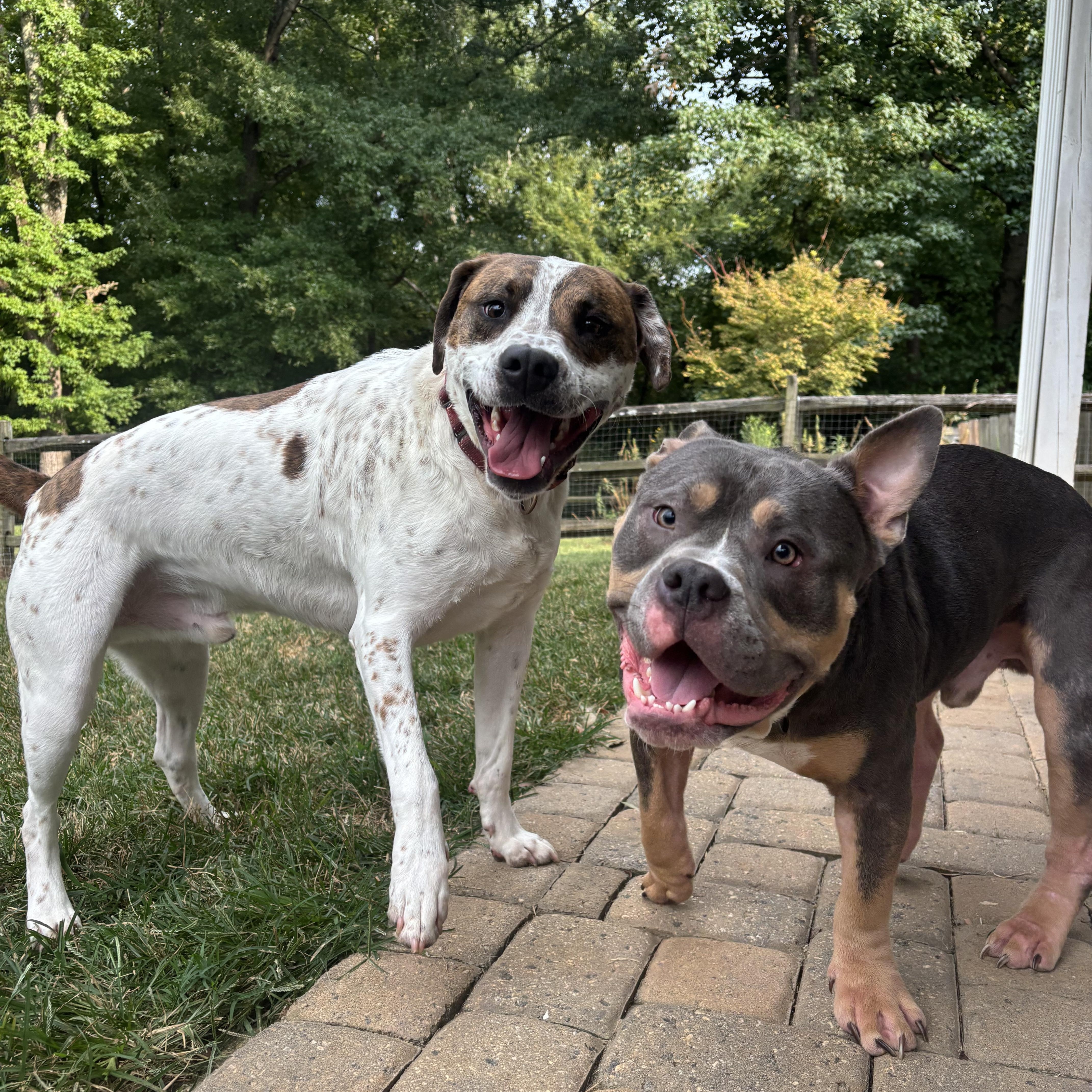 Enlarge Blue, a Adoptable American Bully in Monroe, NC image 5/6