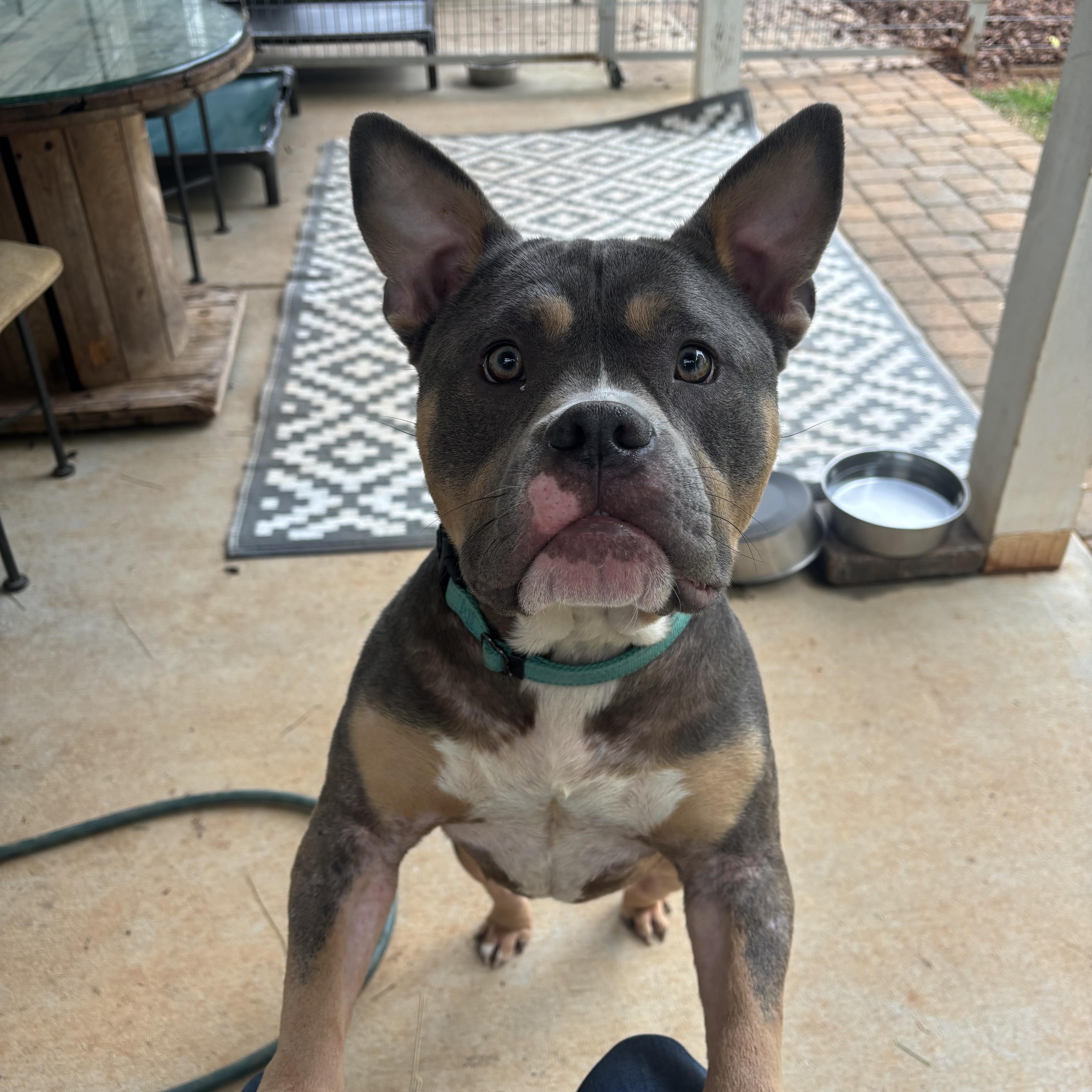 Enlarge Blue, a Adoptable American Bully in Monroe, NC image 1/6