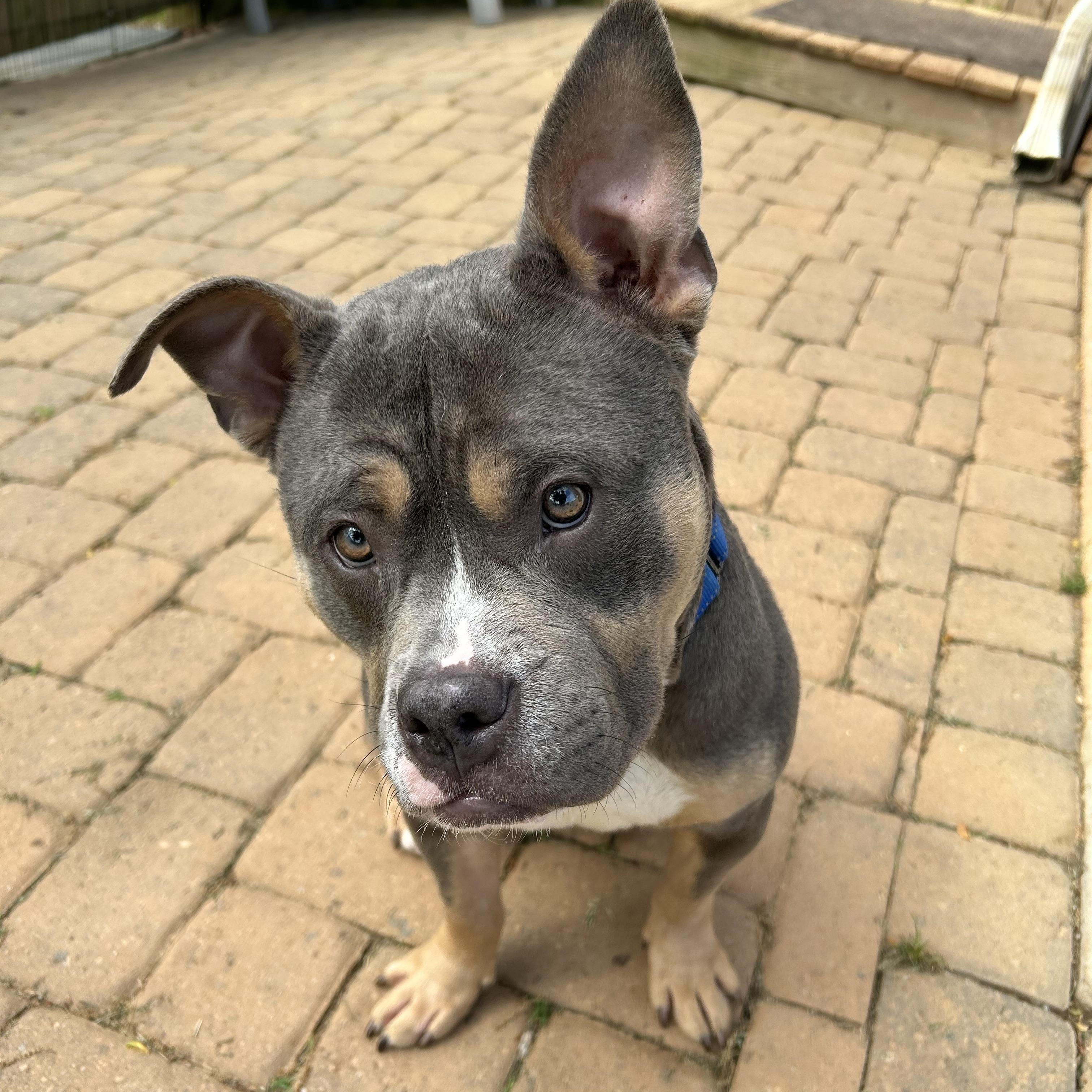 Enlarge Blue, a Adoptable American Bully in Monroe, NC image 6/6