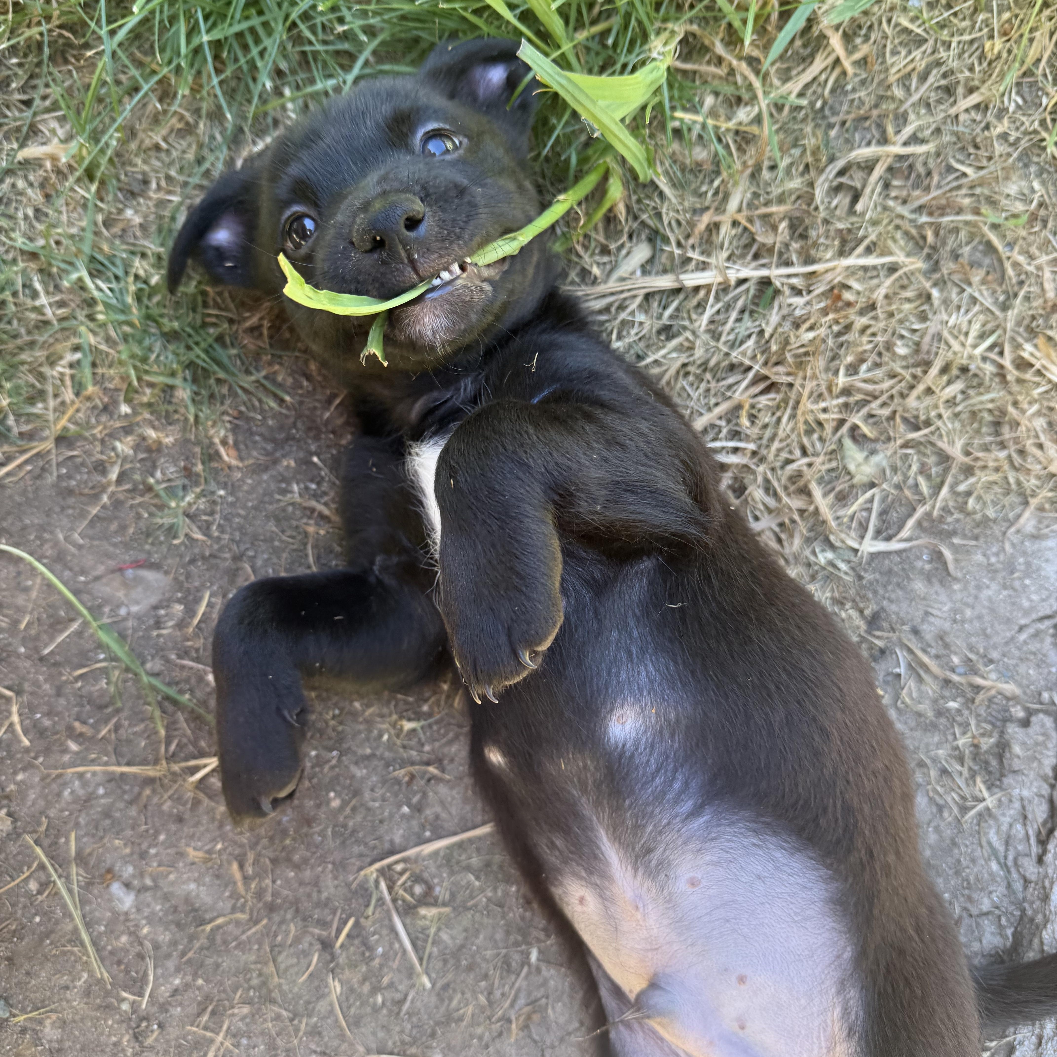 Mojito, a ADOPTABLE mixed breed in Lacey, WA image 5/6