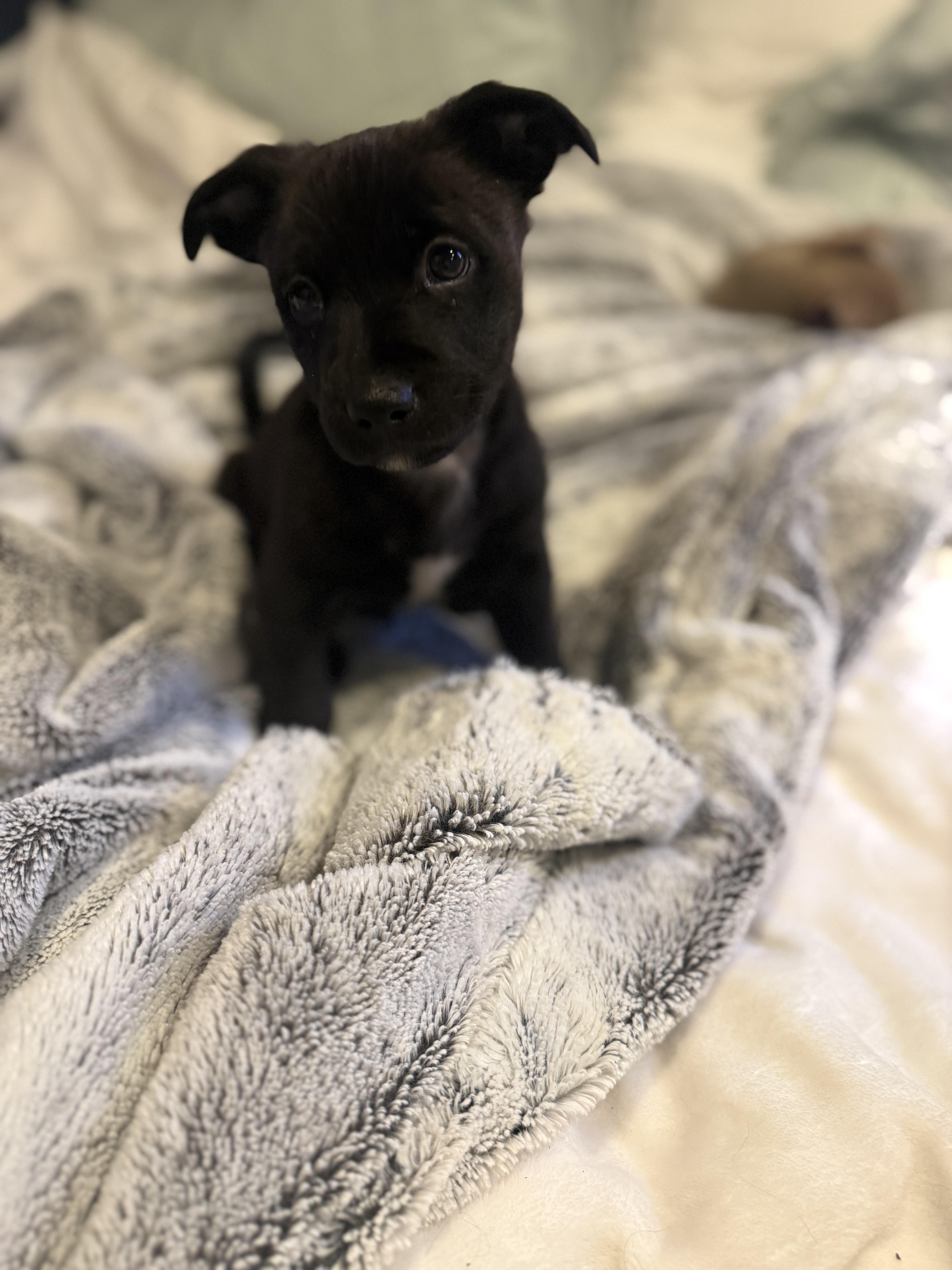 Mojito, a ADOPTABLE mixed breed in Lacey, WA image 2/6