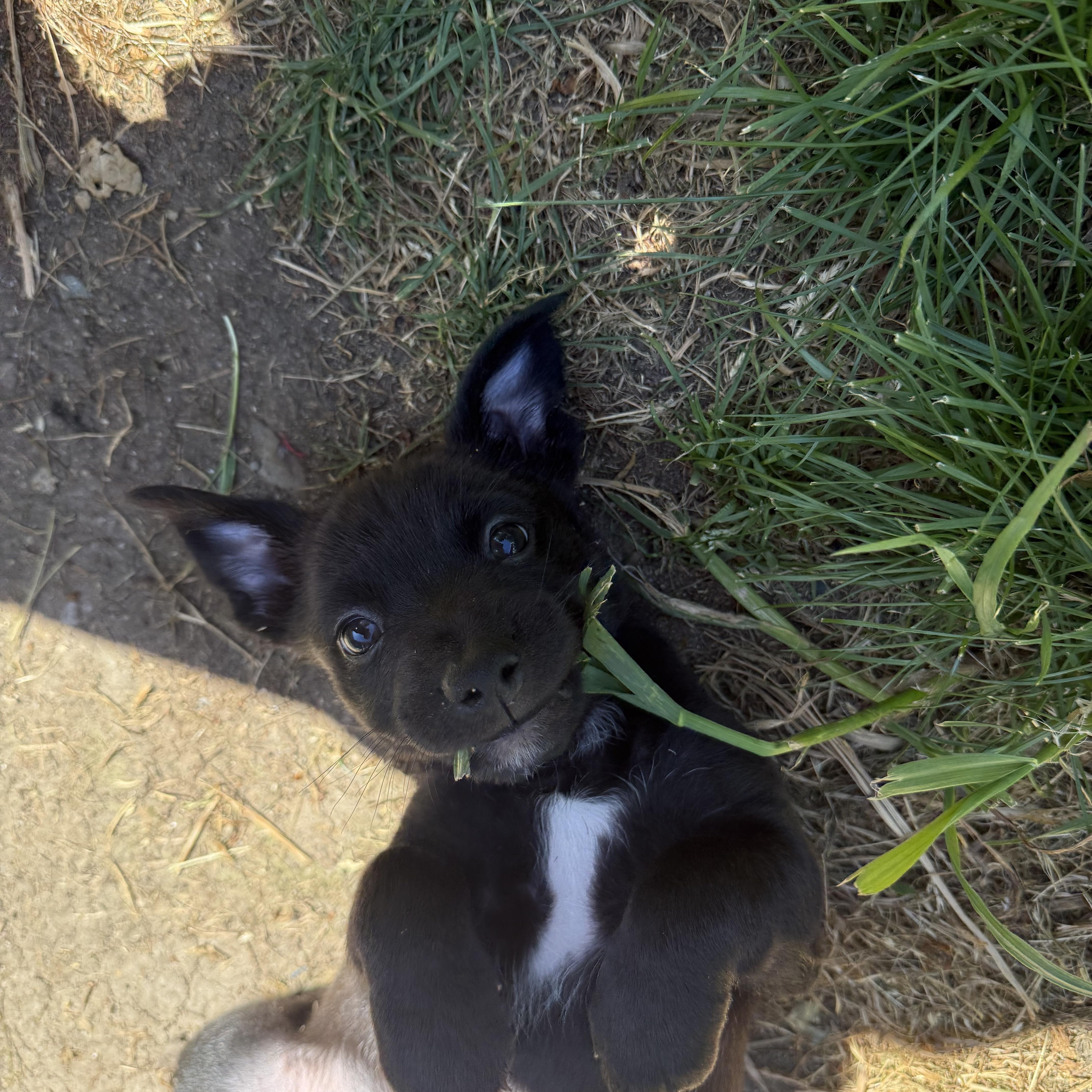 Mojito, a ADOPTABLE mixed breed in Lacey, WA image 6/6
