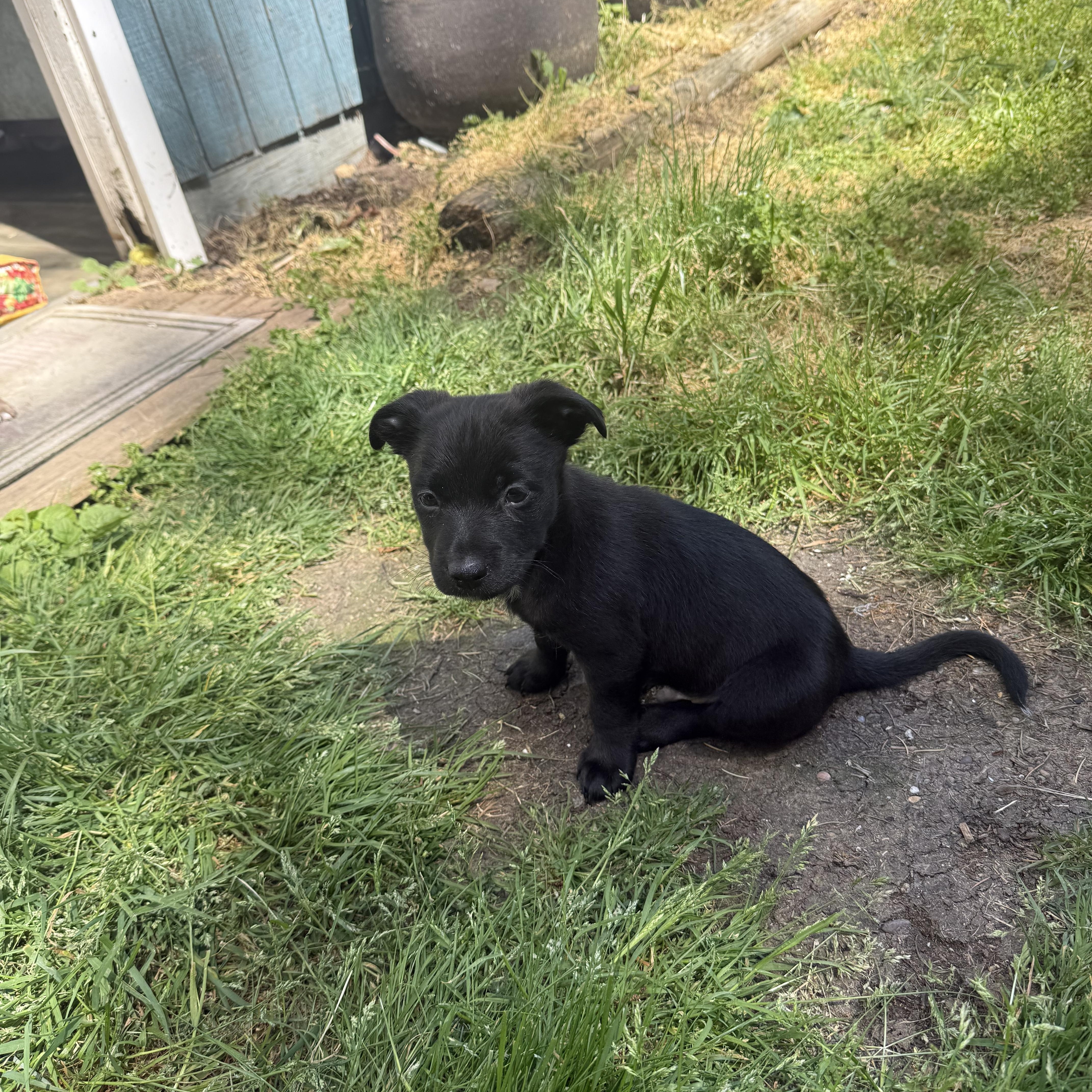 Mojito, a ADOPTABLE mixed breed in Lacey, WA image 3/6