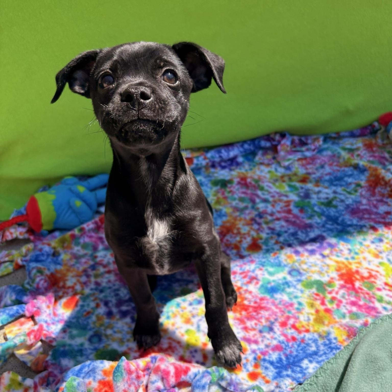 Swiper, ADOPTABLE, Puppy Male Pug & Shepherd.