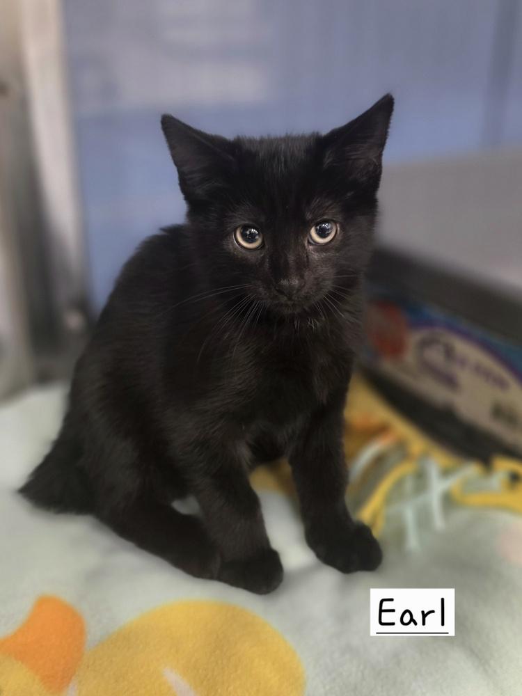 Earl GFRCC, Adoptable, Kitten Male Domestic Short Hair.
