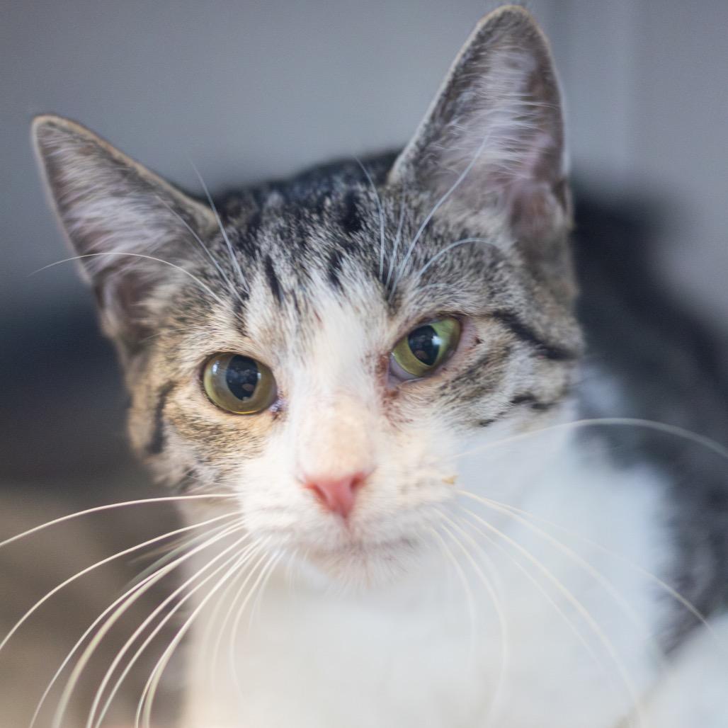 Swiftpaw — thumbnail 2