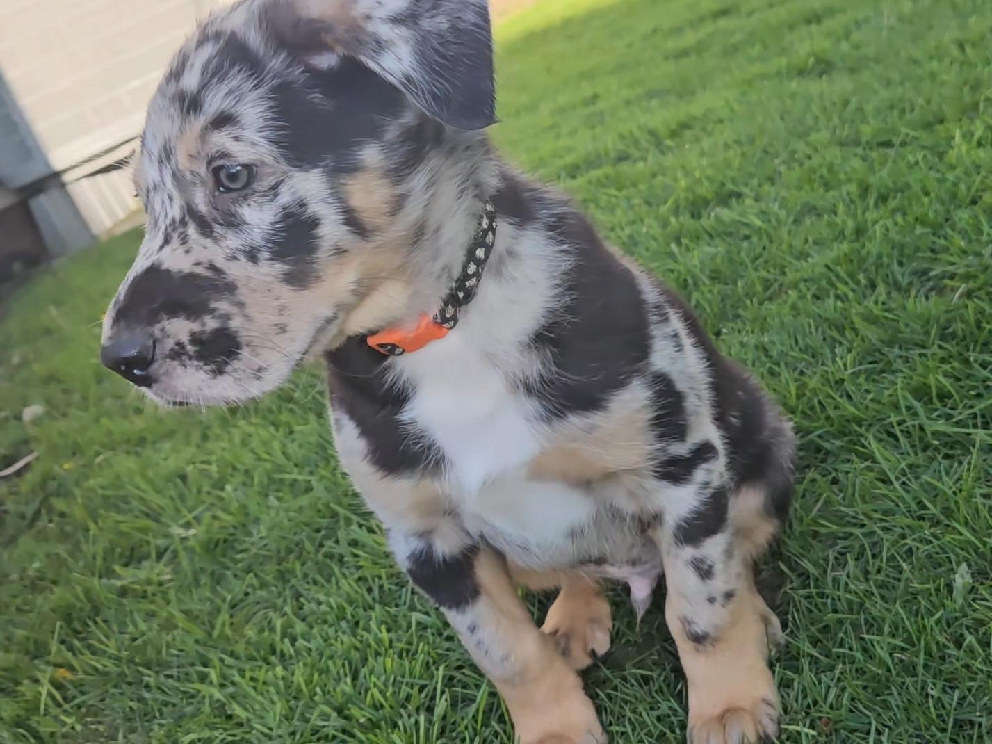 Enlarge Finn, an adopted mixed breed in Aurora, IL image 2/3