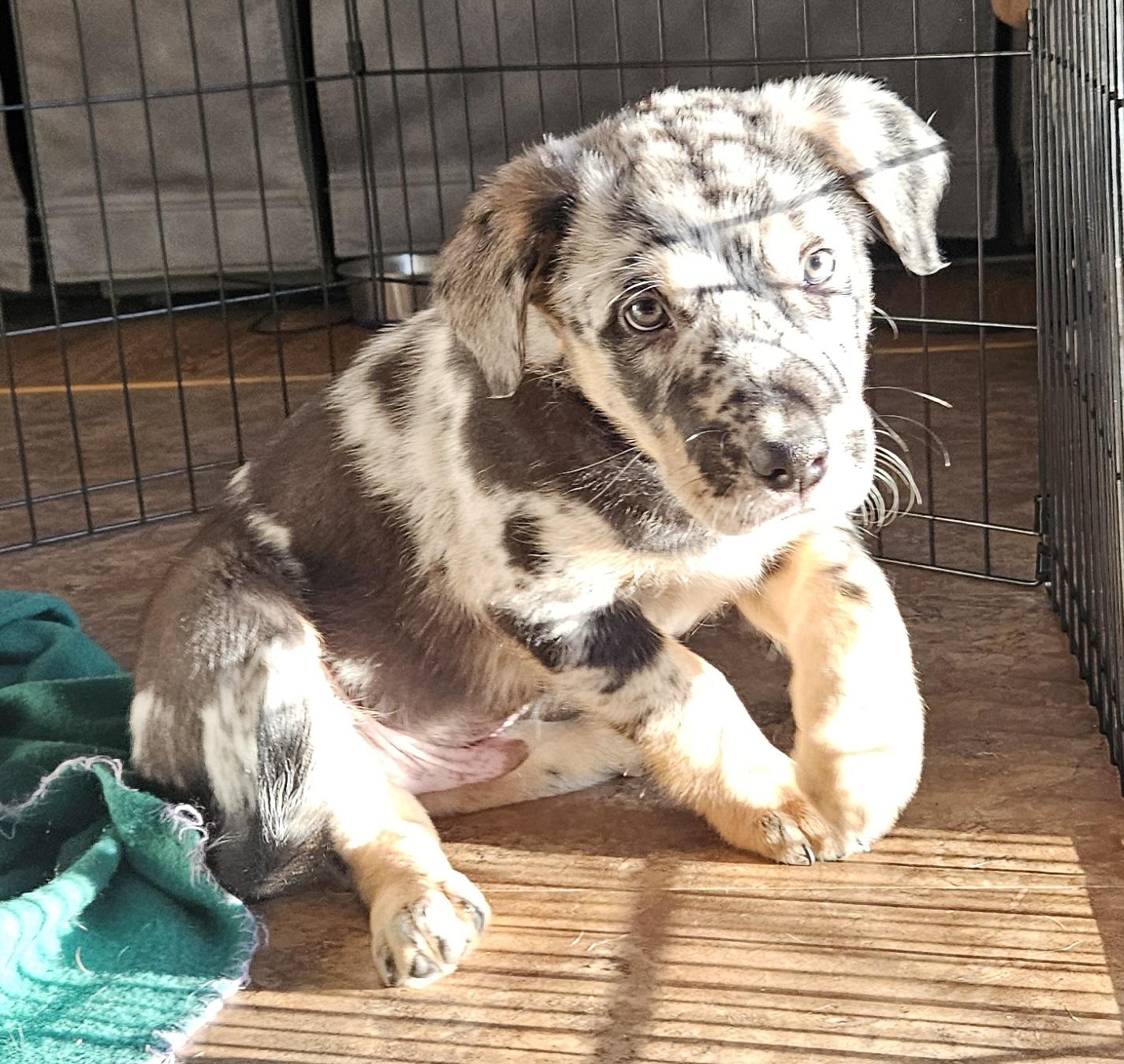 Finn, adopted, Puppy Male Catahoula Leopard Dog & Terrier.