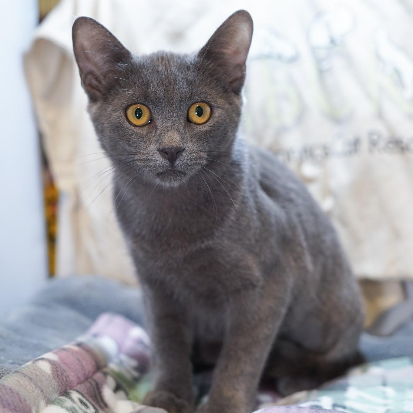 Misty, Adoptable, Kitten Female Russian Blue & Domestic Short Hair.
