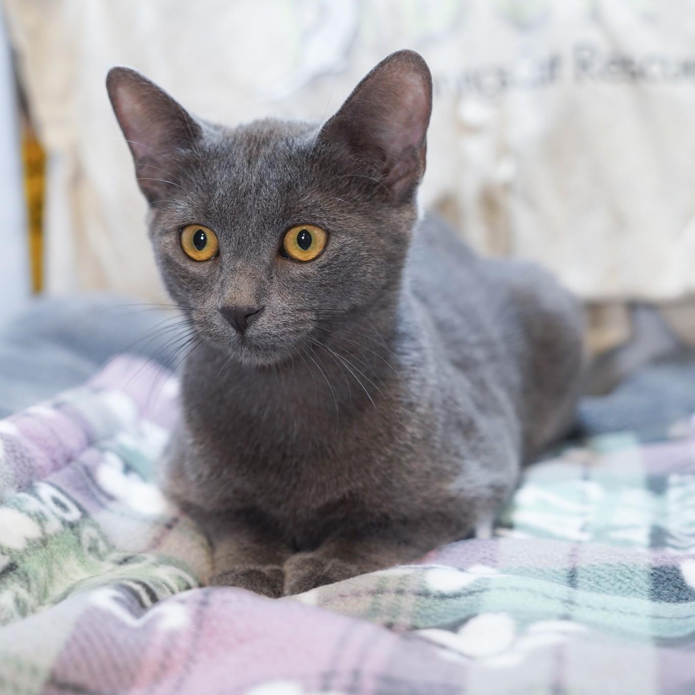 Enlarge Misty, a Adoptable mixed breed in Garland, TX image 2/5