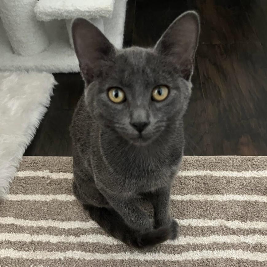 Enlarge Misty, a Adoptable mixed breed in Garland, TX image 4/5