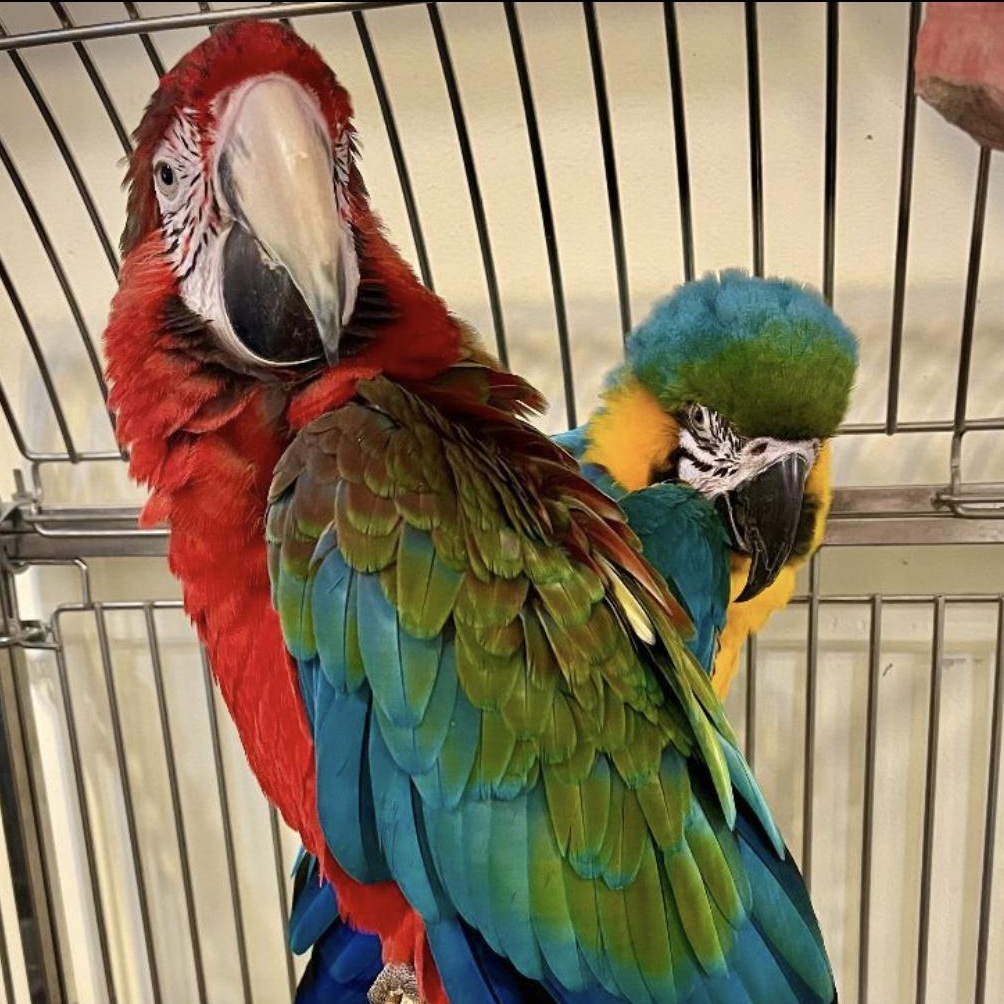 Kia + Mac, a Adoptable mixed breed in Warwick, RI image 2/5