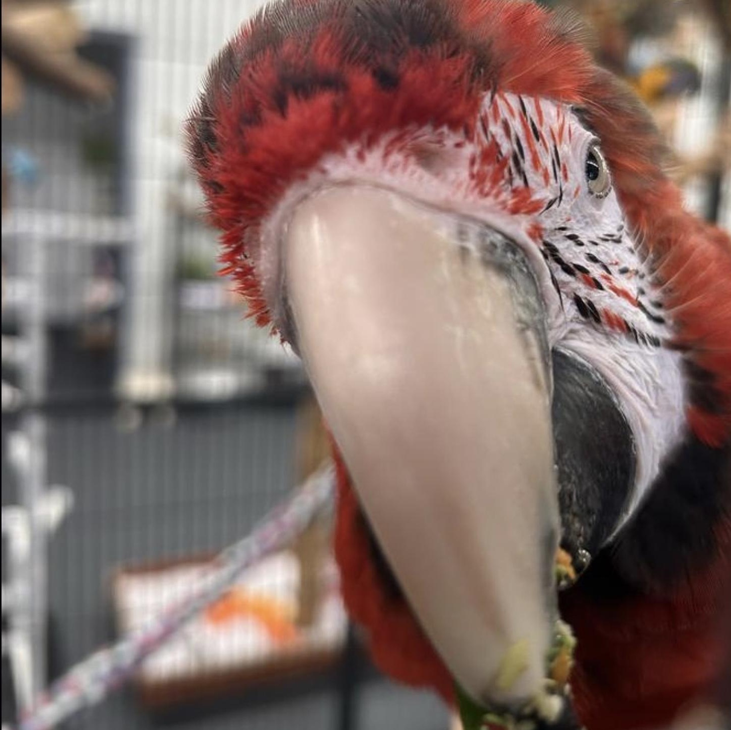 Kia + Mac, a Adoptable mixed breed in Warwick, RI image 3/5